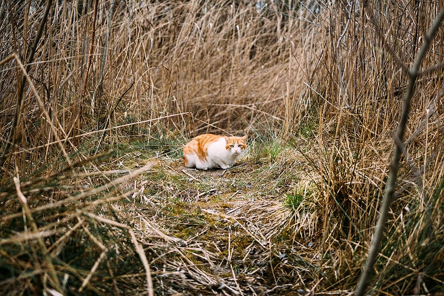 cat, animal, kitten, eyes, whiskers, field, grass, nature, animal themes, one animal