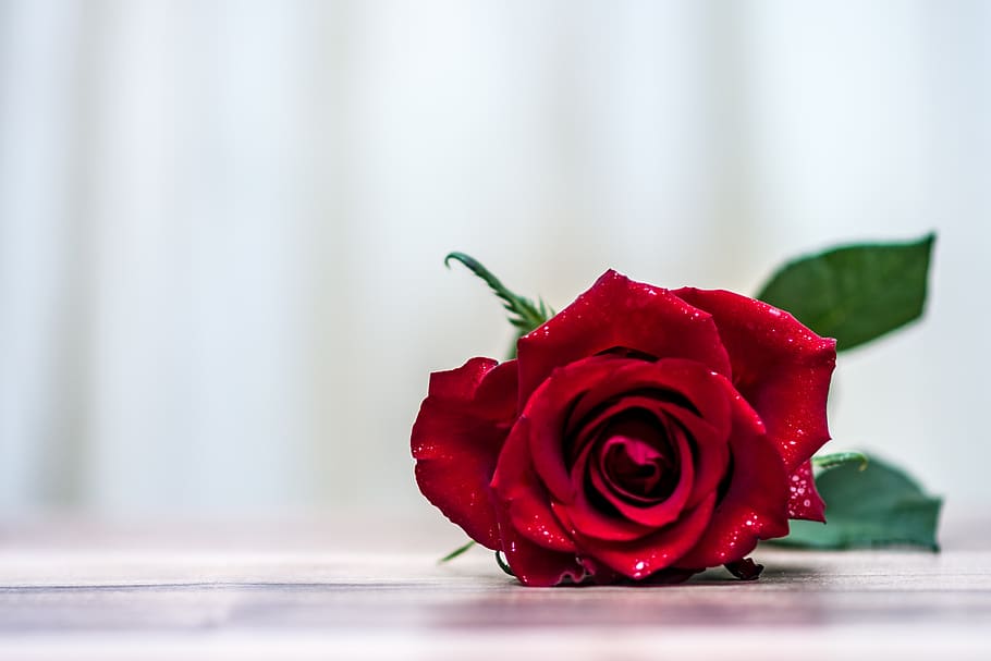 rose, flower, romantic, love, romance, 8th of march, women's day, woman's day, dating, greeting