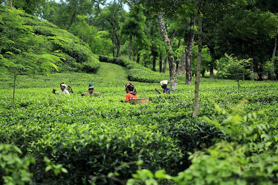 bangladesh, teh, taman, menanam, warna hijau, pohon, pertumbuhan, tanah, orang sungguhan, pendudukan