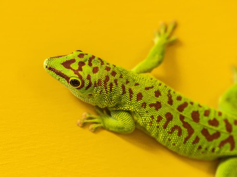 jardim zoológico, lagartixa, verde, vermelho, lagarto, fechar-se, amarelo, terrário, temas animais, animal