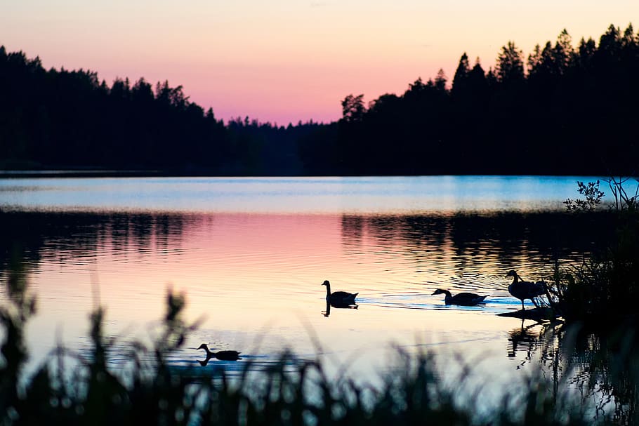 sunset, pink, lake, water, sky, geese, birds, purple, atmosphere, summer