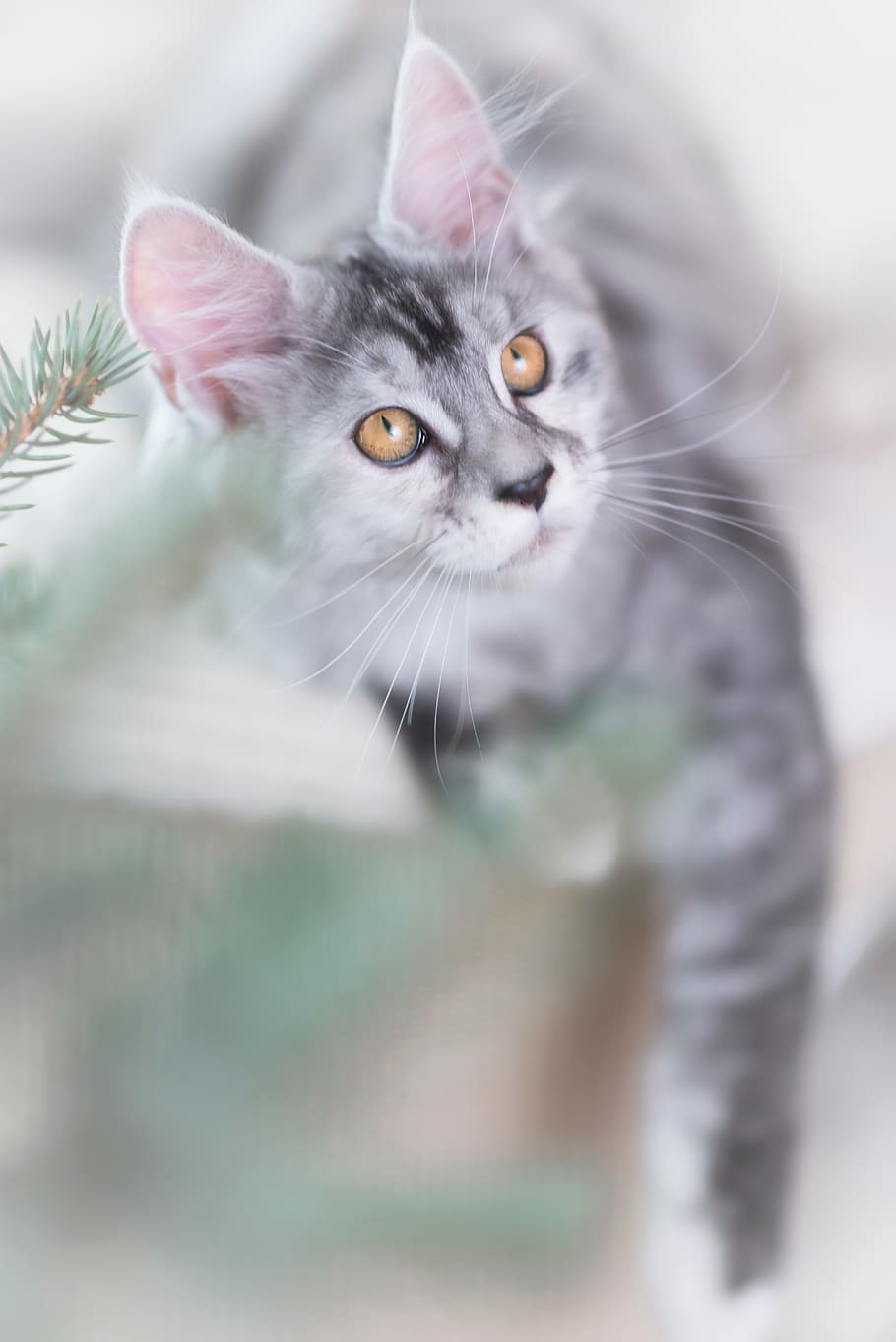 cat, silver, gray, maine coon, kitten, pet, animal, cub, yellow eyes, cat face