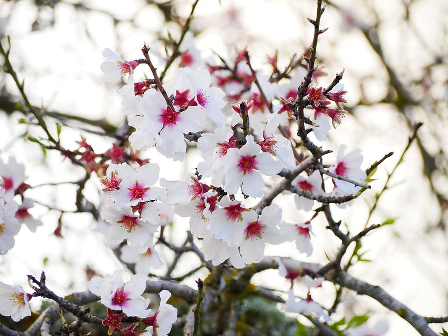 almond blossom, february, almond tree, blossom, bloom, flowering plant, flower, plant, growth, tree
