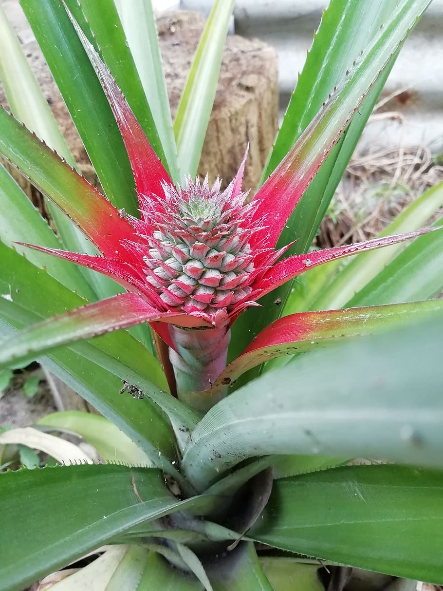 цветок похожий на ананас фото