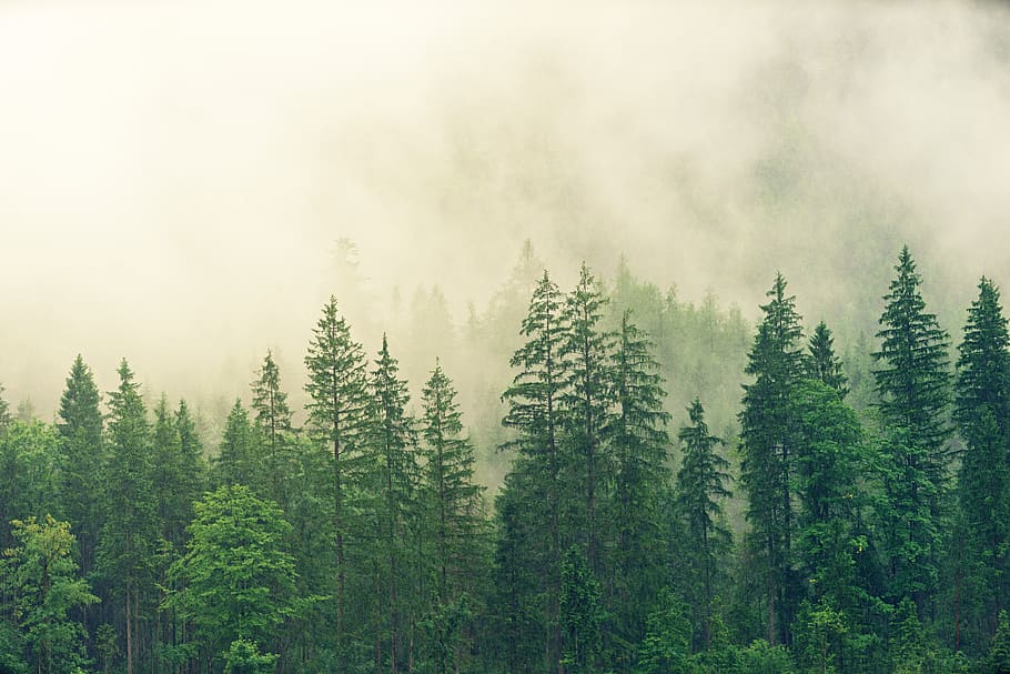 fog, coniferous forest, spruce, forest, green, colourless, nature, tree, conifers, landscape