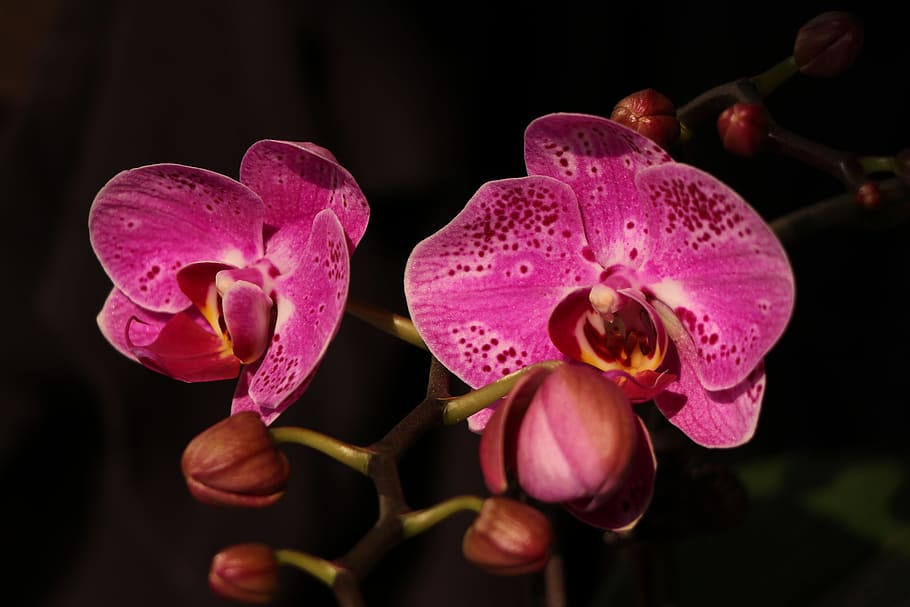 Phalaenopsis, orquídea, flor roja, flor, rojo, pétalo, planta floreciendo, belleza en la naturaleza, planta, vulnerabilidad