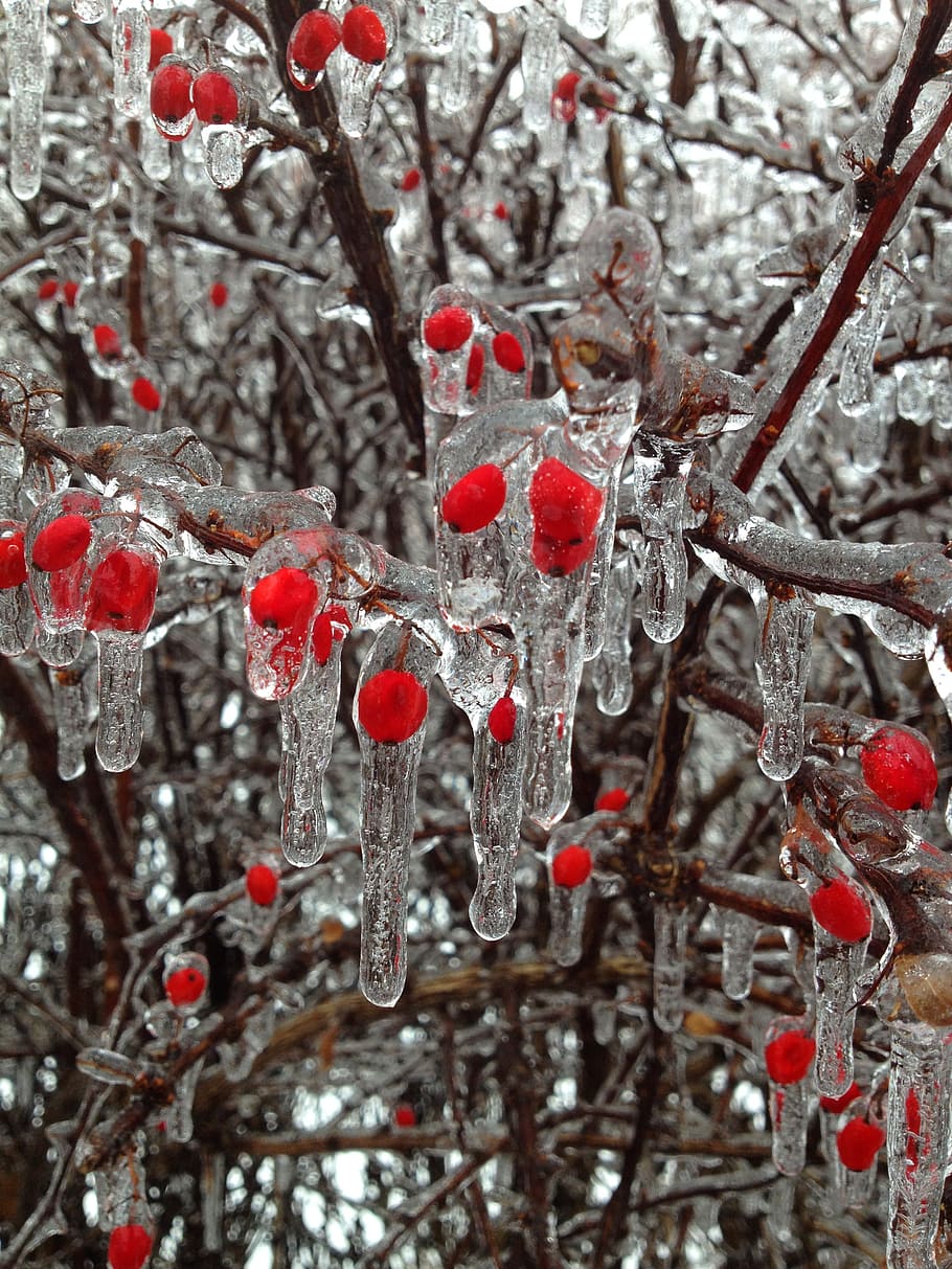 frozen berries, berries, berry, frozen, ice, nature, red berries, tree, winter, cold temperature