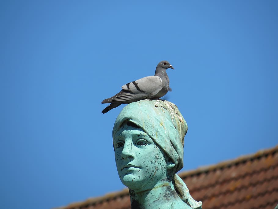 dove, head, street deaf, statue, husum, kot, sky, low angle view, bird, animal themes