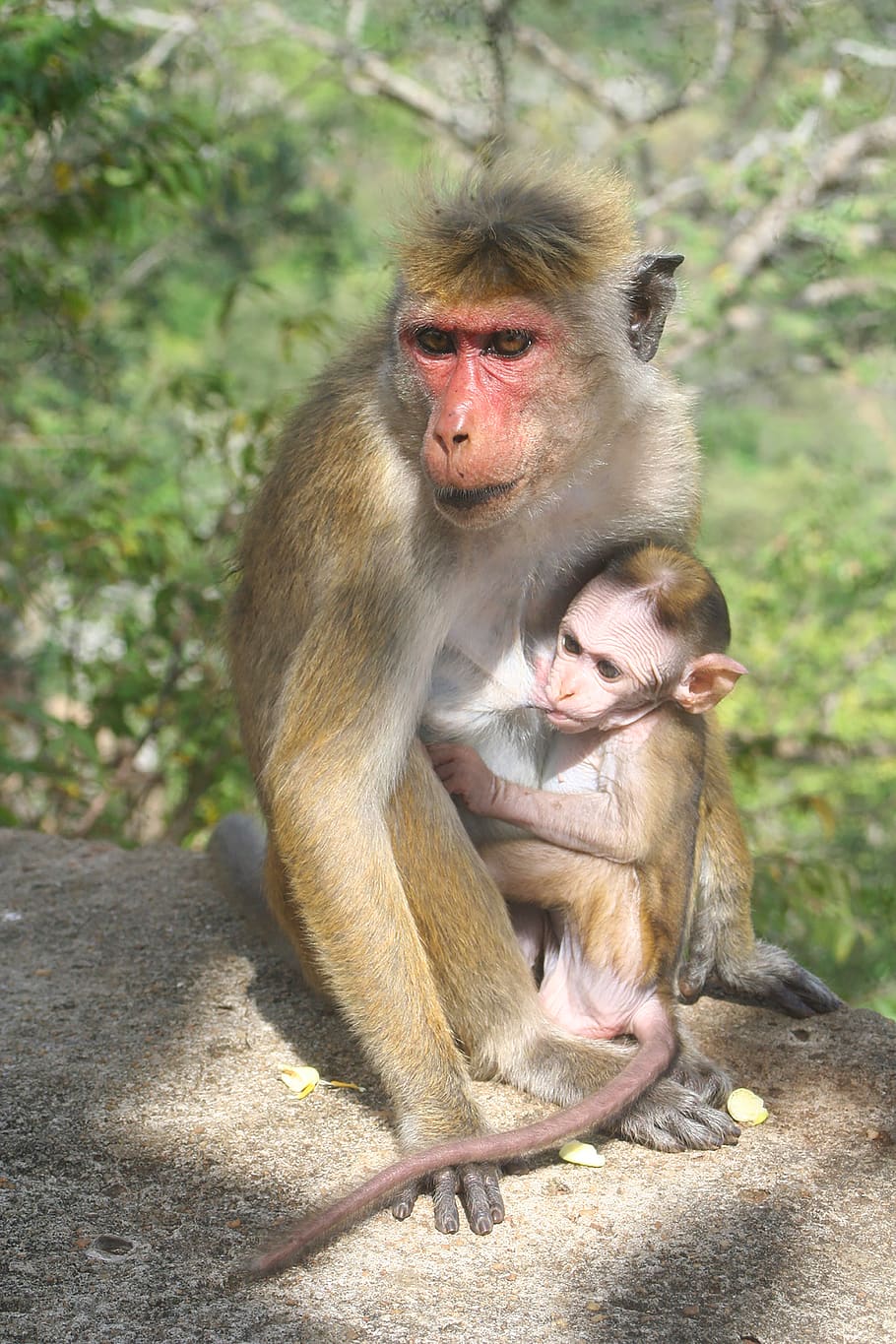 monkey, mom, mother, baby, love, child, nature, animal, motherhood, feed