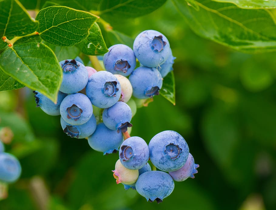 berries, blueberries, vitamins, healthy, food, fruit, growth, food and drink, freshness, plant