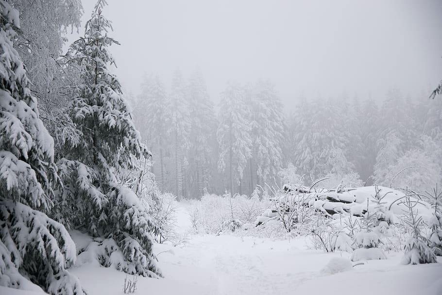 inverno, neve, abeto, floresta, montanha, país das maravilhas do inverno, temperatura fria, árvore, plantar, beleza natural