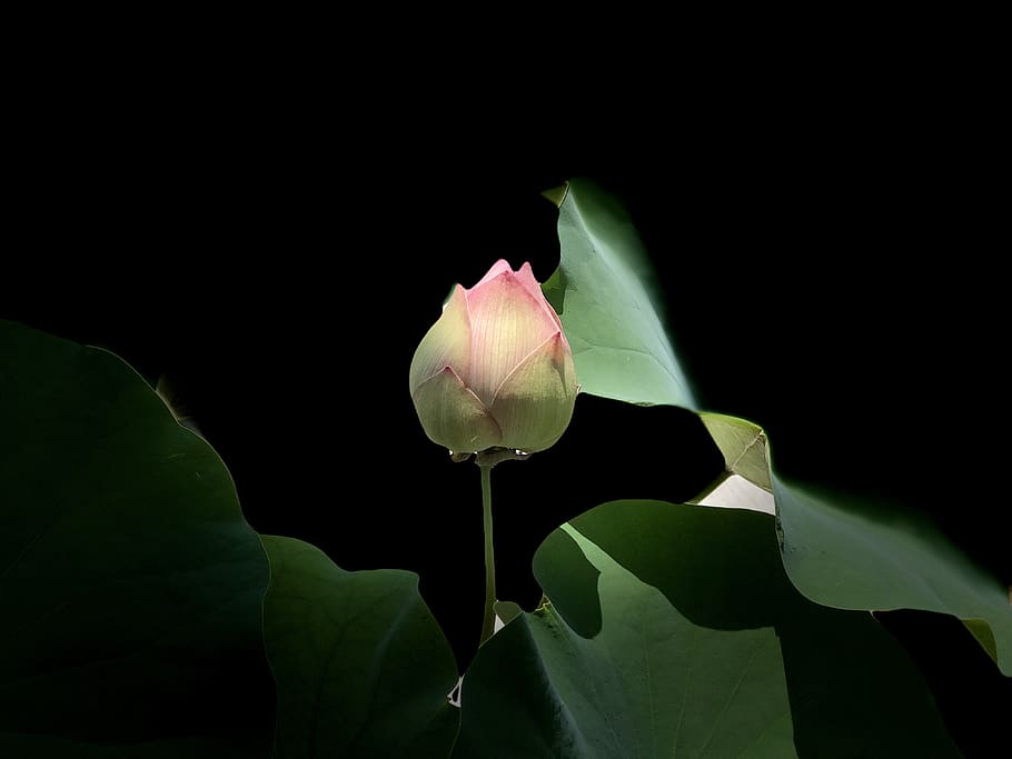 pink lotus, light, subtle, black, bud, flower, flowering plant, plant, vulnerability, beauty in nature