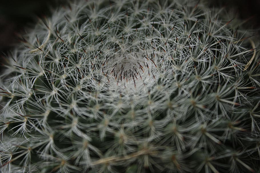 cactus, desert, spines, sharp, poke, pain, succulent, plant, close-up, growth