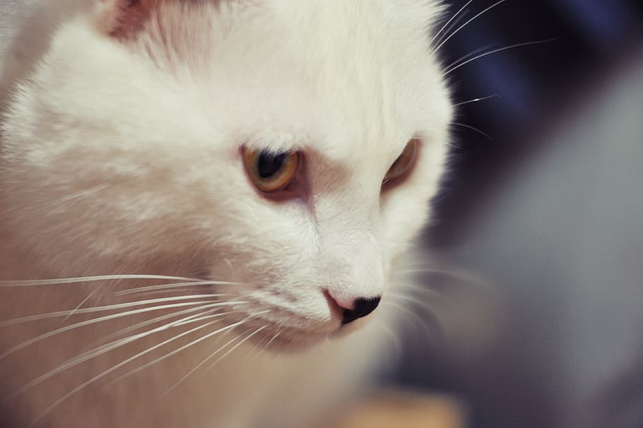 kucing, jenggot, putih, kucing dan, rambut, salju, hewan, menggemaskan, kitty, lucu