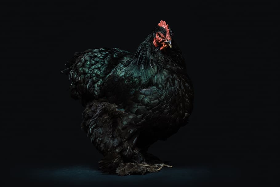 animal, avian, beak, bird, black background, chicken, dark, feathers, food, hen