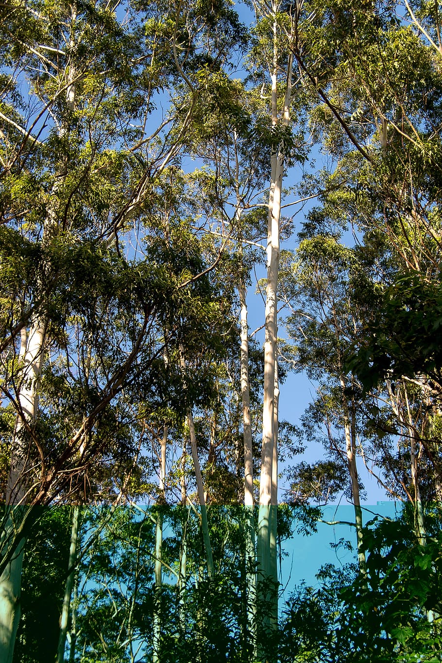 gum trees, eucalyptus, grandis, trees, rainforest, blue sky, native, tall, green, queensland