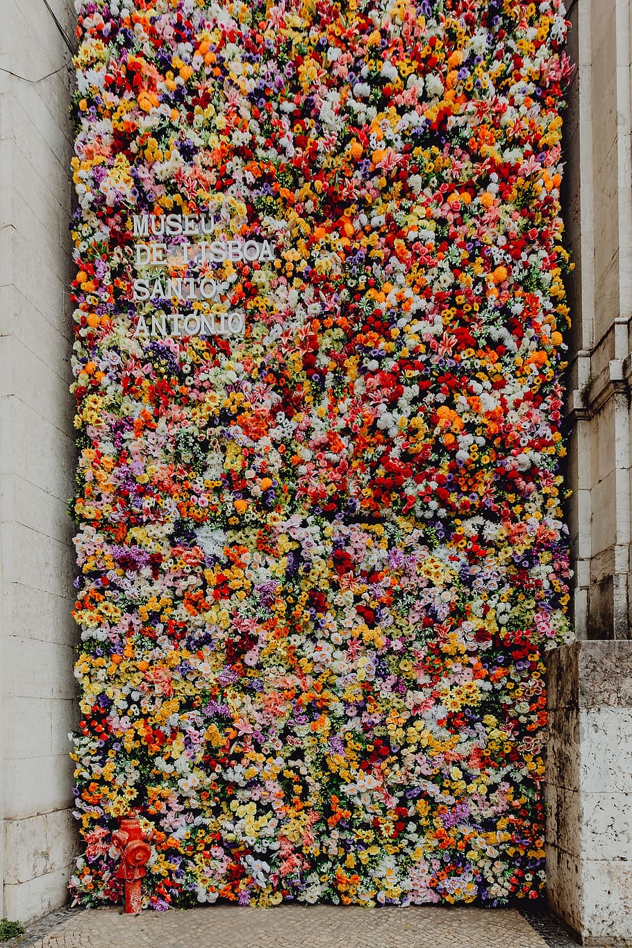 fest santo antonio, -, berbagai, warna dinding latar belakang bunga, museu, de, lisboa, lisbon, portugal, bunga
