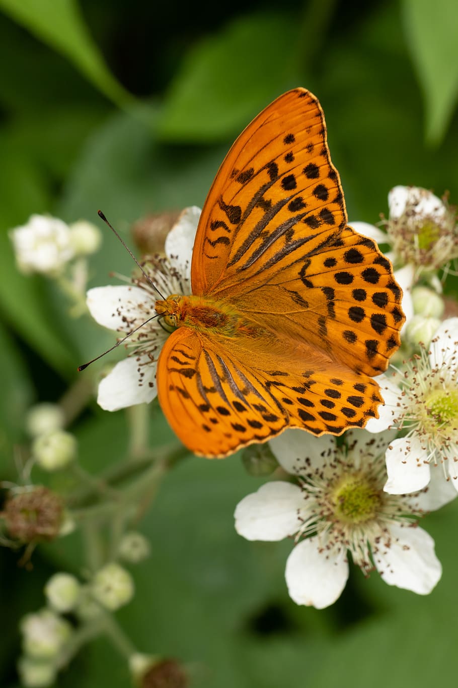 borboleta, floração, flor, fechar-se, borboletas, inseto, natureza, floresta, prado, detalhes