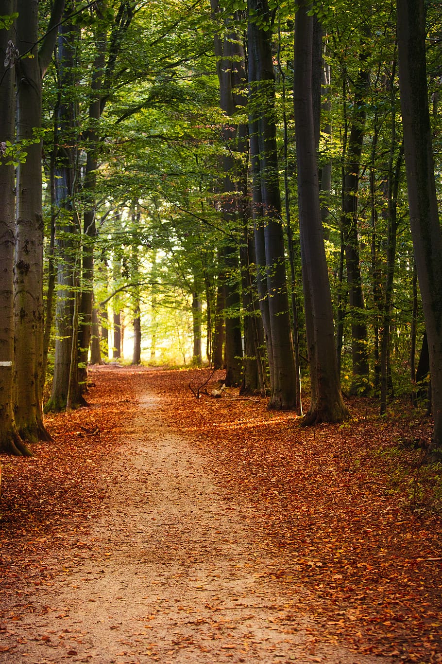 árvores, floresta, natureza, árvore de folha caduca, místico, madeira, outono, folhas, distância, árvore