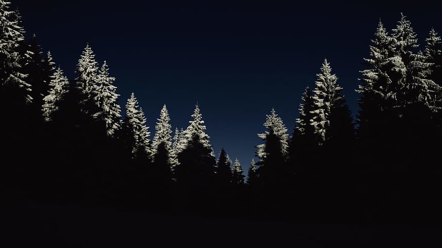 nature, landscape, woods, forest, trees, dark, night, tree, plant, tranquility