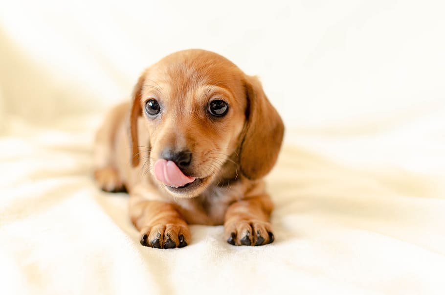 puppy, dog, dachshund, brown, tongue, lick, canine, one animal, domestic, pets