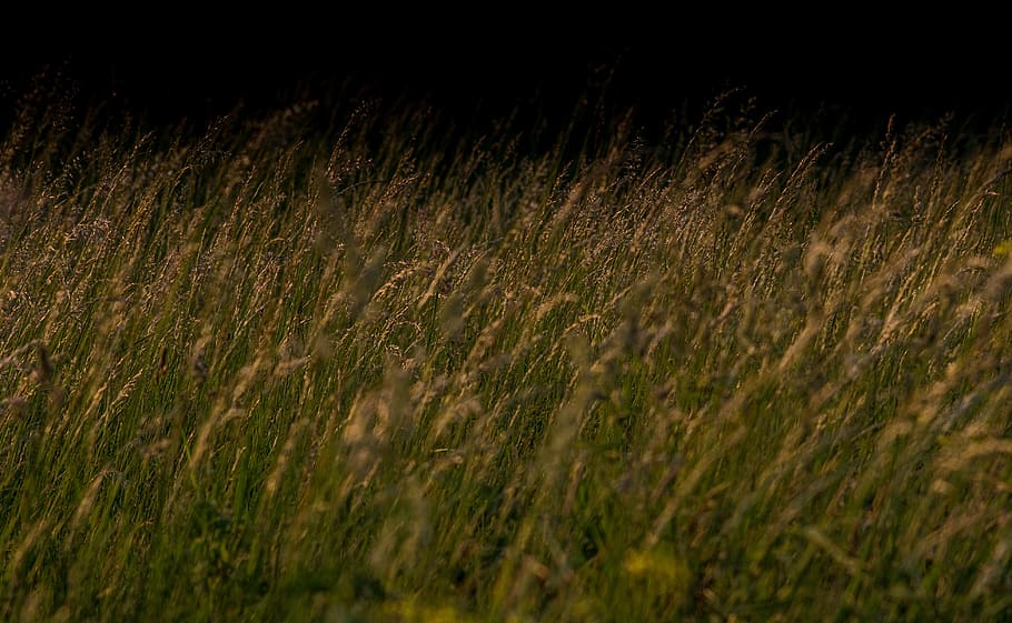 blooming grass on a dark background, grass, the background, meadow, green, summer, landscape, flowers, texture, field