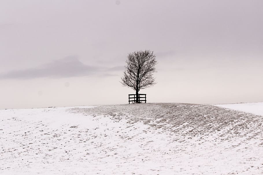 árvore, nevado, colina, nevoeiro, fundo, ramo, frio, coberto, figura, geada