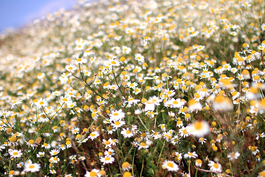 beautiful, meadow, full, daisies, sunny, day, flower, flowering plant, plant, growth
