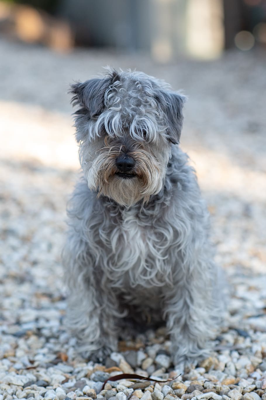 dog, canine, schnoodle, mixed breed, pet, animal, shaggy, scruffy, domestic, domestic animals