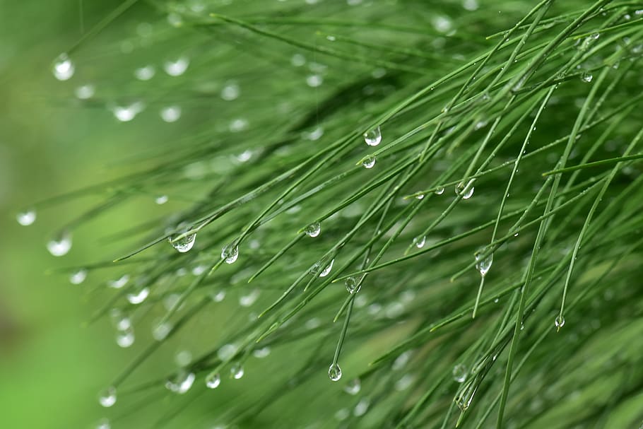 pine, pinus, needle leaves, drop, dew, freshness, rain, wet, wallpaper, green color