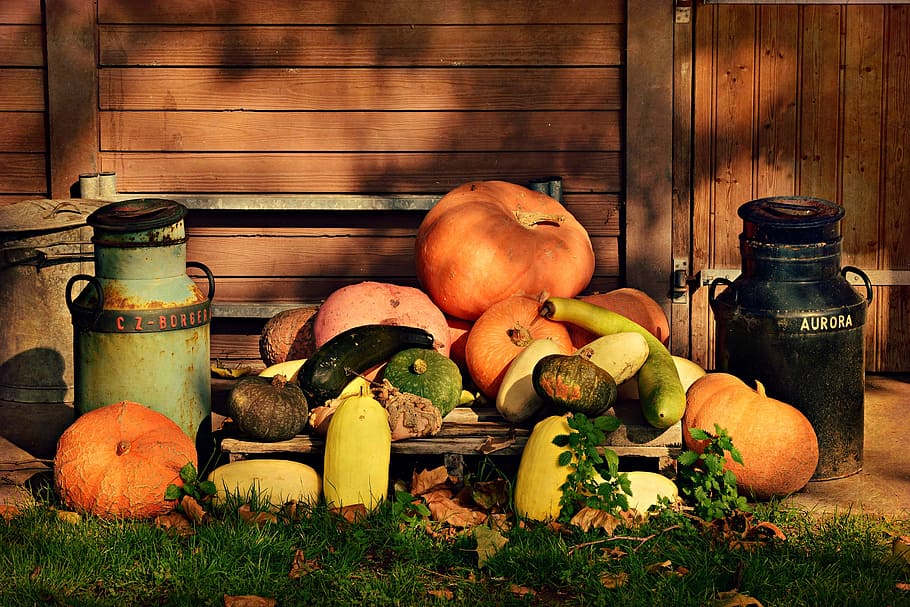 pumpkin, vegetable, food, folklore, cinderella, halloween, decoration, spooky, october, season