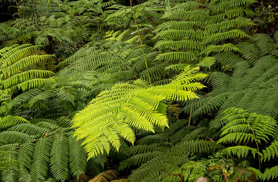 ferns, fronds, green, foliage, rainforest, lush, sub-tropical, queensland, australia, green color