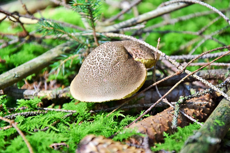 rotfußröhrling, rac, mushroom, hat, forest floor, ground, edible, branch, floor, forest