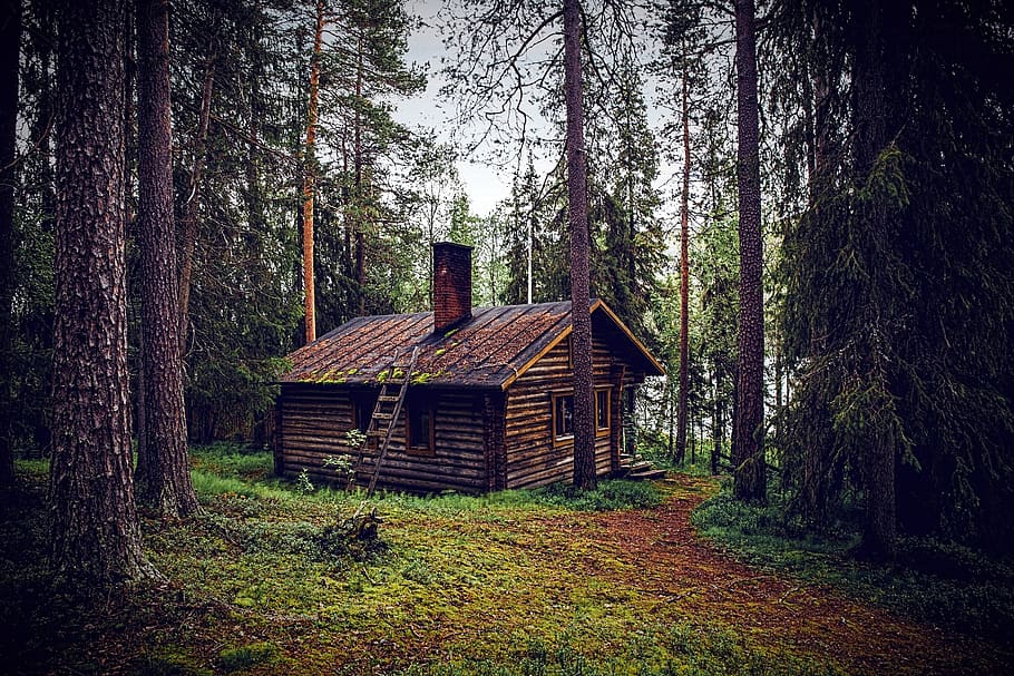 hut, forest, seefeld, log cabin, nature, forest lodge, rest house, tree, plant, land