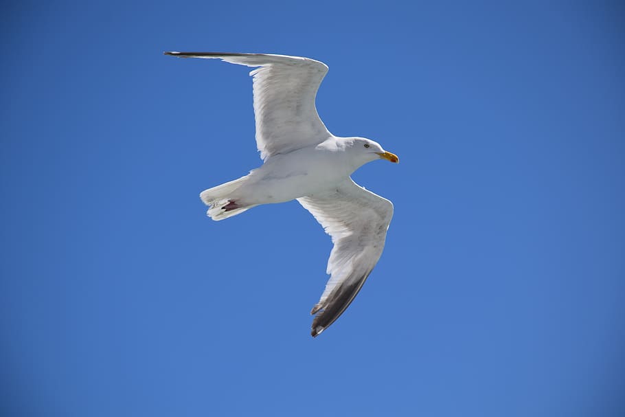 gaivota, pássaro, cormorão, voador, natureza, branco, lançando, ar, ave marinha, marinho