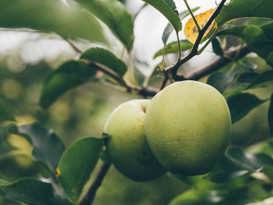 verde, maçãs, frutas, comida, árvores, folhas, natureza, saudável, fruta, comida e bebida