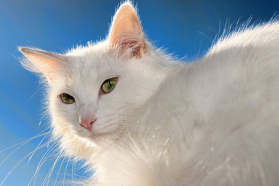 gato, azul, nariz, cinza, olhos, cabeludo, branco, felino, fêmea, animal