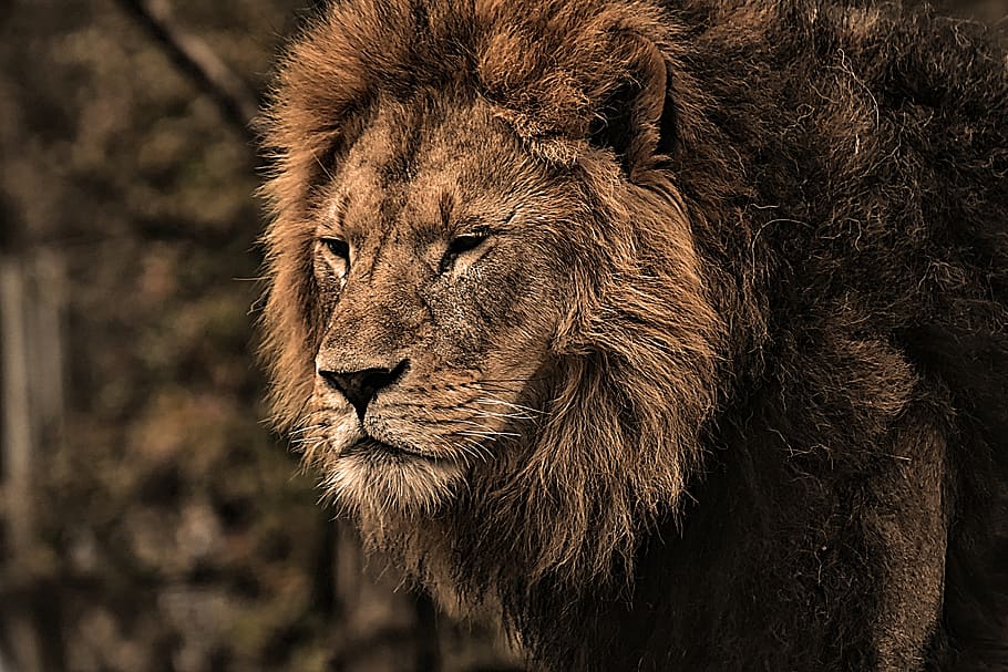 leão, predador, perigoso, juba, gato grande, masculino, jardim zoológico, animal selvagem, áfrica, tierpark hellabrunn