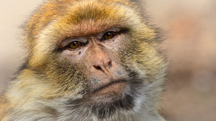 barbary ape, monkey, mahogany, animal, mammal, primates, macaque species, animal portrait, animal head, close up