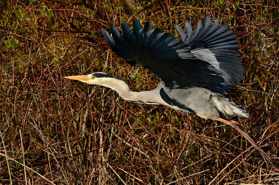 heron, wading bird, animal, flight, wing, feather, plumage, beak, habitat, rural