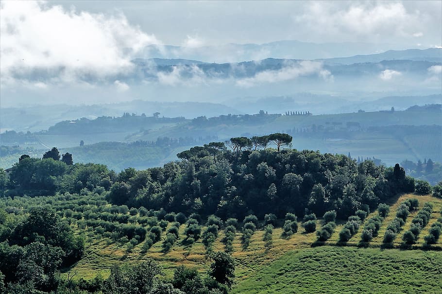 italy, olive grove, landscape, nature, trees, oliva, tuscany, plant, beauty in nature, tree