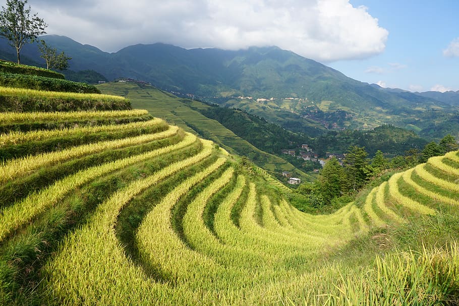 terraced fields, longji, dragon's back, terrace, mountain, landscape, agriculture, scenics - nature, field, rural scene