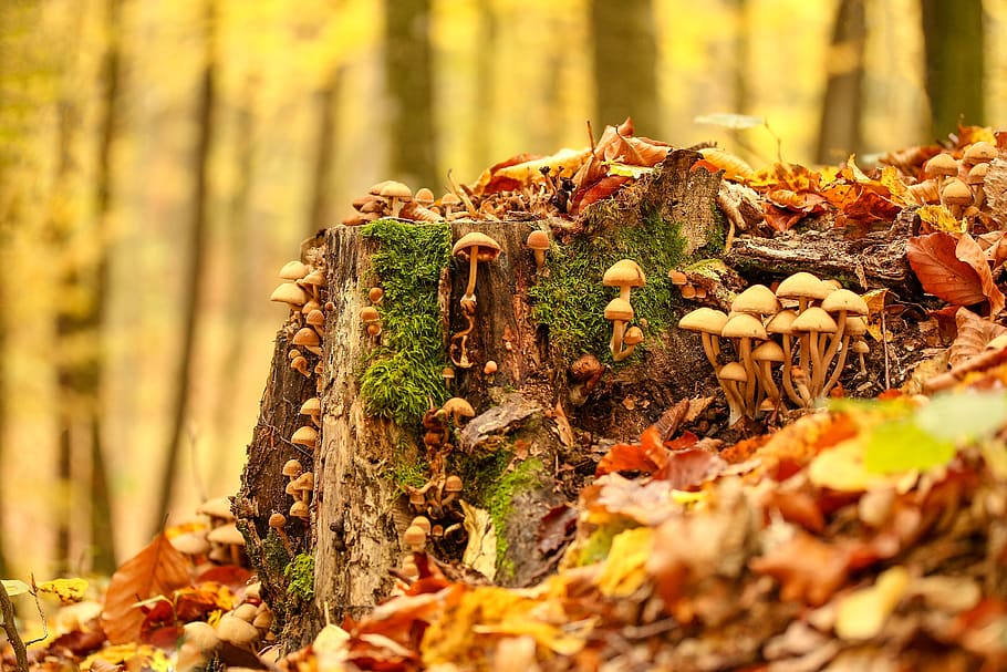 outono, folha, alimentos, natureza, madeira, estação, ao ar livre, ouro, fungos, cogumelos