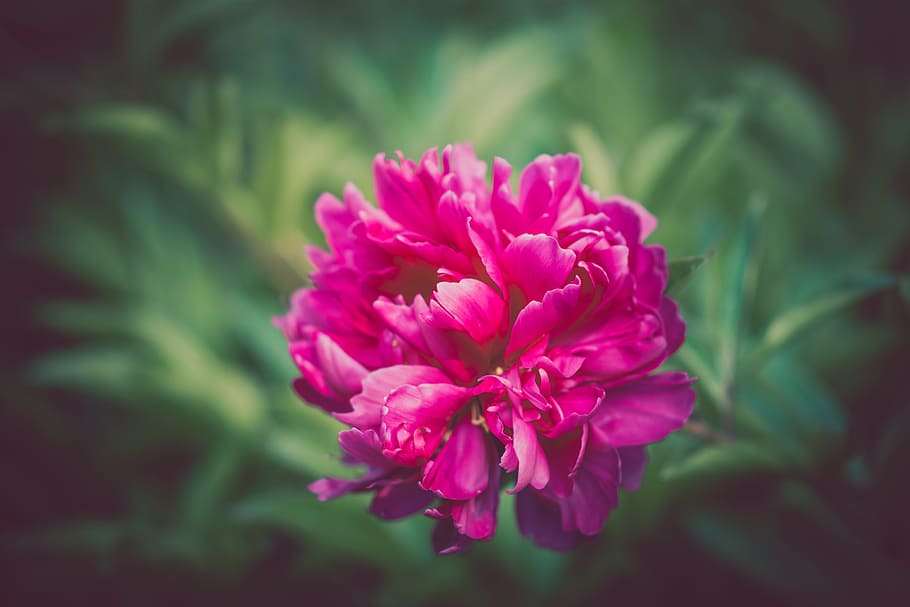 pink, petal, flower, nature, plant, green, blur, flowering plant, beauty in nature, freshness
