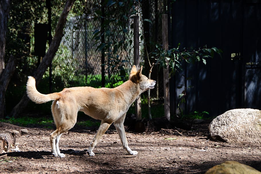 dingo, australian, mammal, native dog, carnivore, animal, animal themes, one animal, tree, domestic animals