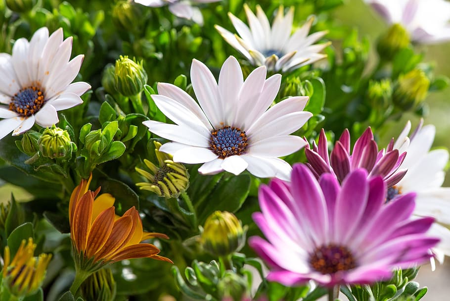 cape daisies, flowers, colorful, white, garden, in the garden, spring, flora, spring flowers, nature