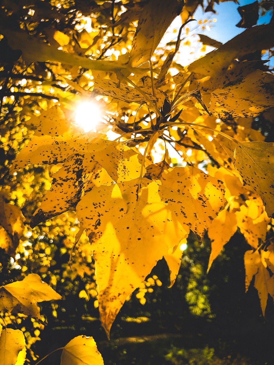 day s, foliage, autumn, nature, wood, background, yellow, plant, leaf, plant part