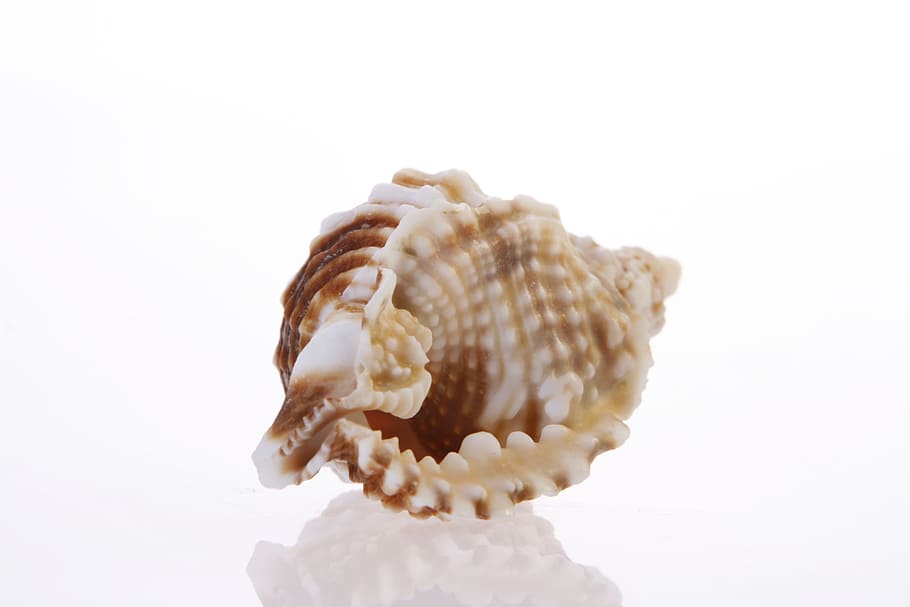 background, bone, close-up, closeup, coast, coastline, cockle-shell, conch, coral, cowrie