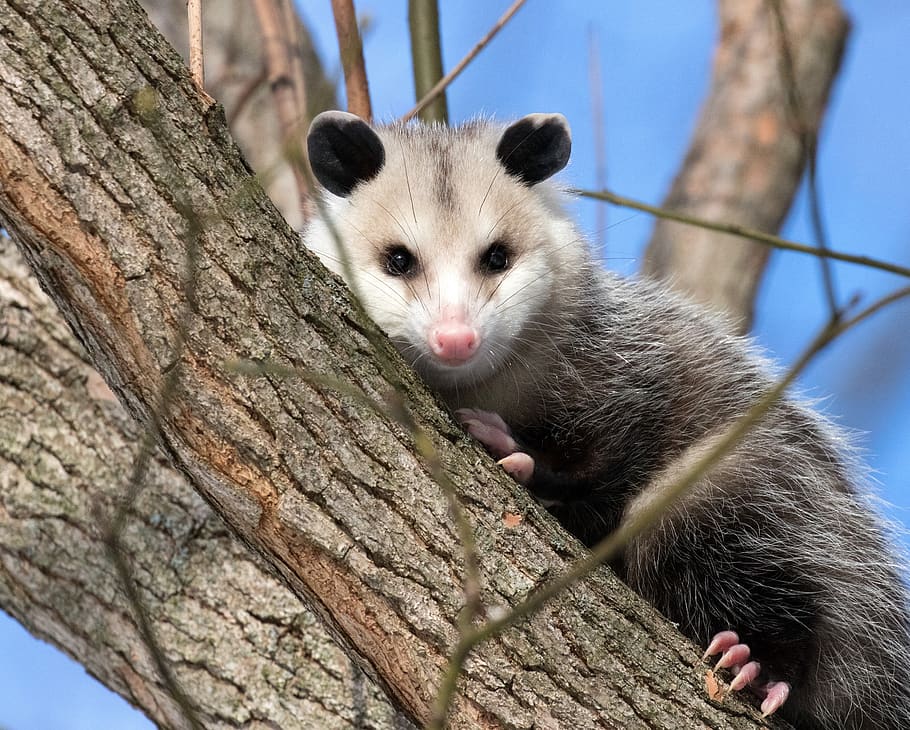 opossum, possum, margasatwa, liar, pohon, mencari, hewan, alam, binatang menyusui, berbulu