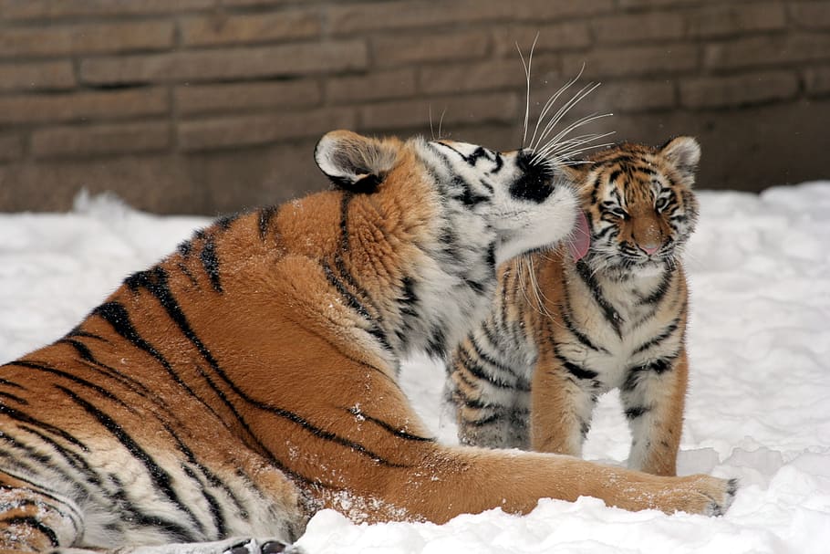 tiger, animal, frozen, winter, ice, snow, nature, cub, wild, fierce